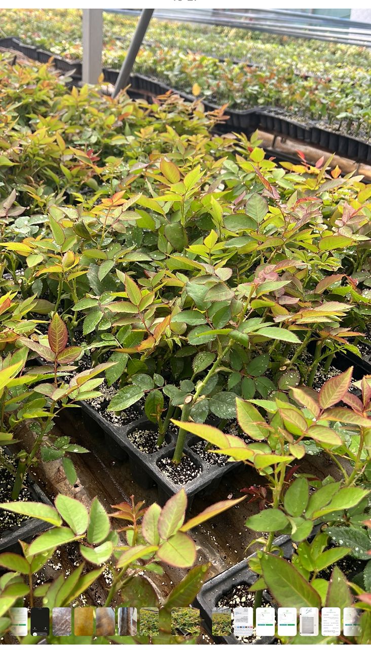 تولید و فروش قلمه رز هلندی گلستان رز جاوید در یاسوج